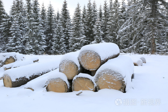 雪下的树林