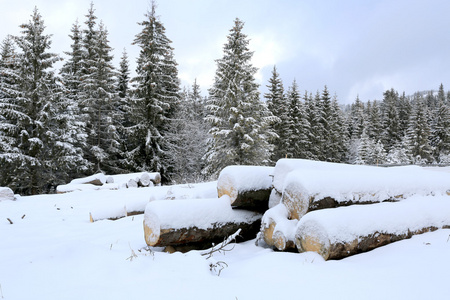 森林冬季草地上的雪下原木