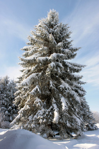 雪盖的松