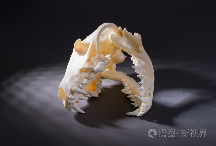 孤立的红狐狸头骨