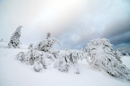 刚下的雪覆盖着树枝。雪风暴离开树在森林里厚涂层的沉重的冰和雪