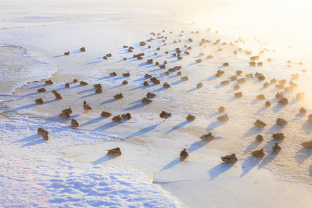 鸭子上冰冻结寒冷的早晨照片