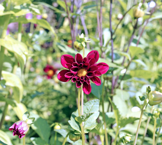 夏天花园里的红花大丽花