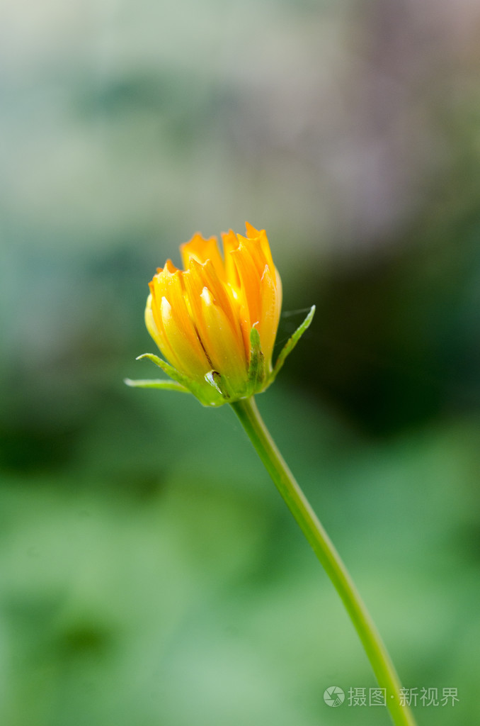 宏观抽象波斯菊花海