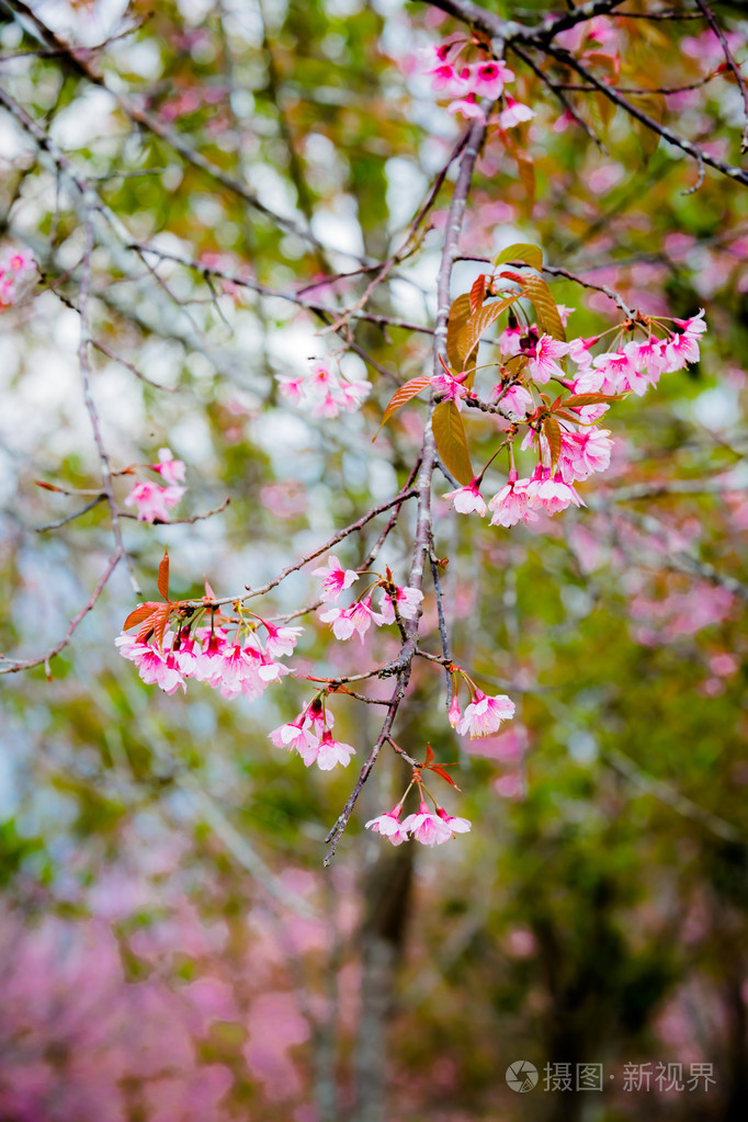 野生喜马拉雅山樱桃李属樱野在泰国樱花