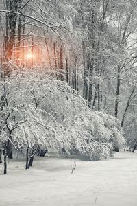 在夕阳与树上和地上的雪的冬季森林