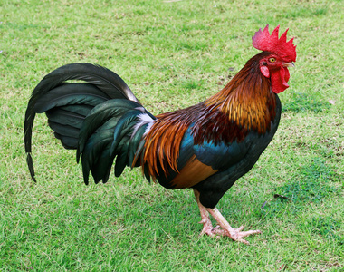 男性矮脚鸡走.原鸡照片