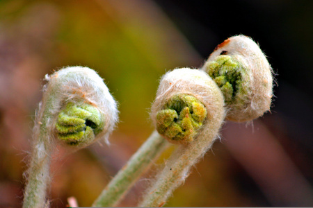 波士顿蕨一种发芽蕨类植物的股票形象照片