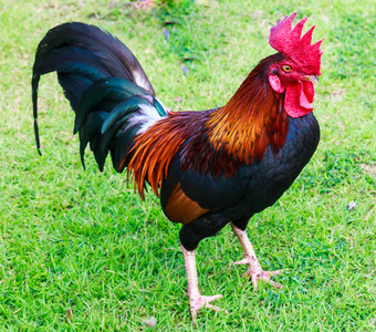 丝质矮脚鸡北京矮脚鸡乌骨鸡十字鸡公鸡和母鸡剪影的样式母鸡躲在草丛