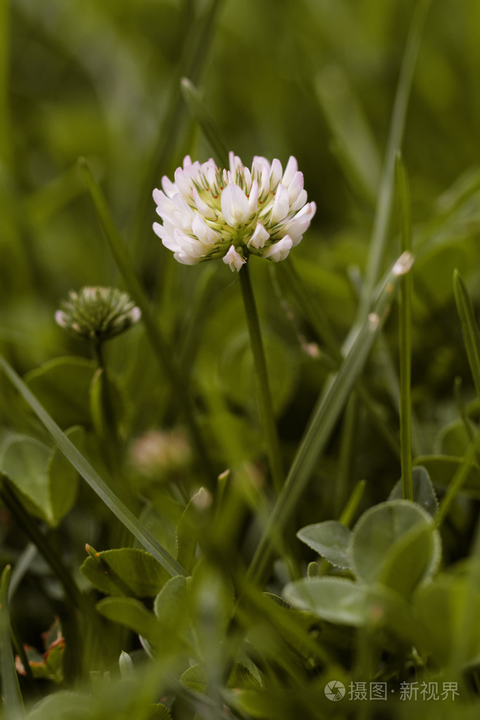田野里一株白色苜蓿的照片