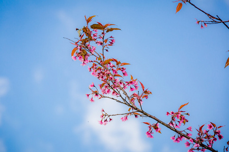 野生喜马拉雅山樱桃 李属樱野 在泰国樱花