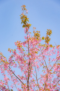 野生喜马拉雅山樱桃 李属樱野 在泰国樱花