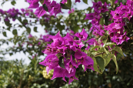 意大利, 西西里, 乡下, 花园里的紫色 bouganvilleas