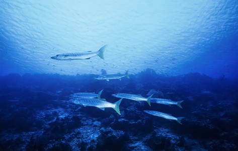 太平洋，斐济群岛，五颜六色照片 梭鱼电影扫描