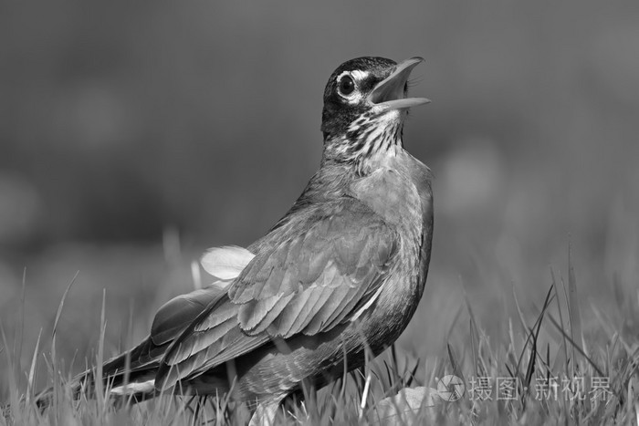 意大利农村鸟罗宾
