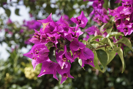 意大利, 西西里, 乡下, 花园里的紫色 bouganvilleas