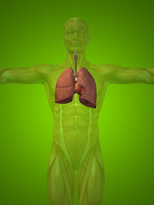 解剖人体呼吸系统