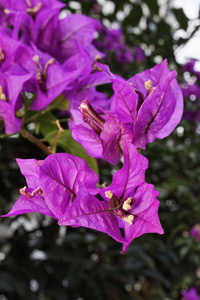 意大利, 西西里岛, 乡村, 紫色的九重奏在花园