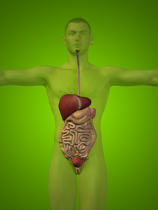 解剖人体消化系统