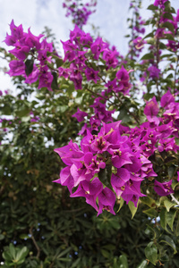 意大利, 西西里, 乡下, 花园里的紫色 bouganvilleas