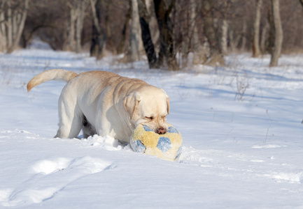 一只黄色的拉布拉多犬冬季在雪地上一个球