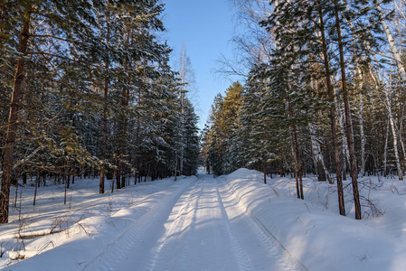 冬季森林雪路