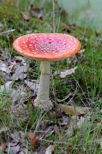 飞鹅膏菌蘑菇