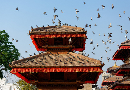 鸽子飞在加德满都的杜巴广场图片
