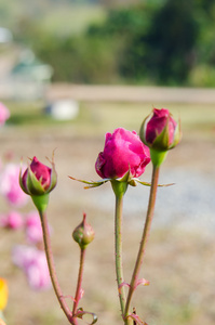 玫瑰花盛开