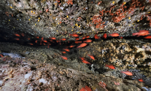 地中海，西班牙伊维萨岛，五颜六色的照片，一群红 Apogon 鱼在一个山洞里Fim 扫描
