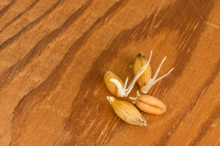 发芽的小麦籽粒