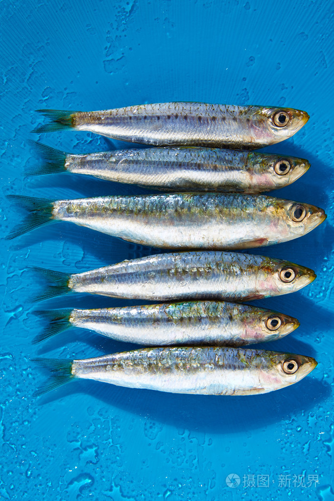 一排蓝色的湿背景在沙丁鱼