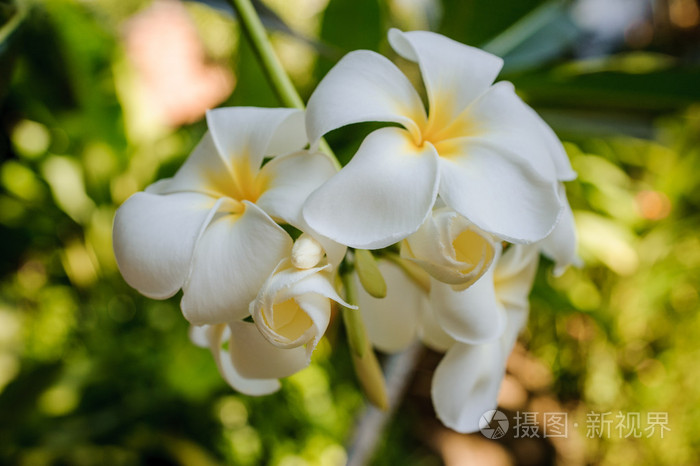 白色和黄色的鸡蛋花鸡蛋花