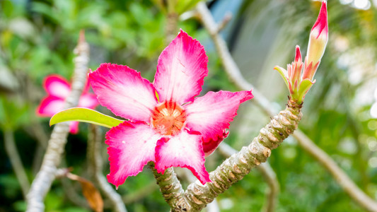 美丽的粉红色杜鹃花热带花。沙漠玫瑰在花园泰国, 普吉岛