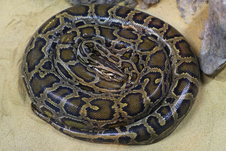 这种动物是新西兰特有的一特写镜头的蛇巨蟒竹叶青烙铁头 xanth