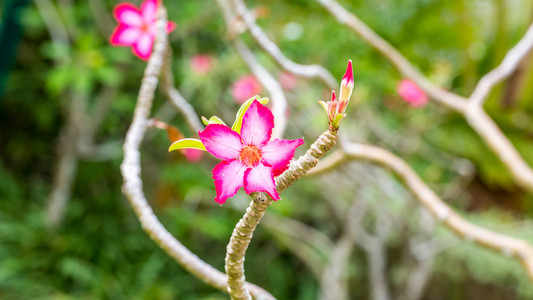 美丽的粉红色杜鹃花热带花。沙漠玫瑰在花园泰国, 普吉岛