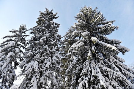 大雪后装载的松树树枝