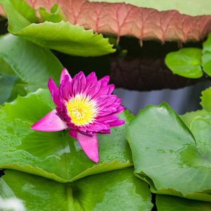 从植物园的美丽，粉红色水百合