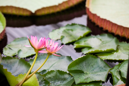 从植物园的美丽，粉红色水百合