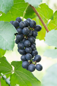 紫色与绿色的树叶在葡萄藤上的红葡萄。新鲜水果