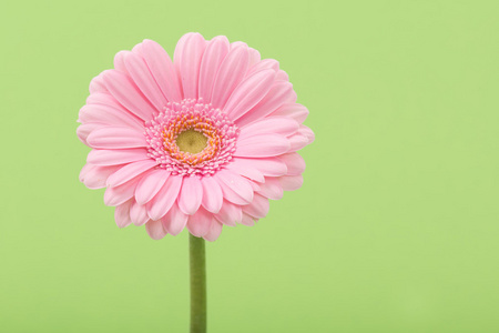 单一的非洲菊粉色非洲雏菊照片