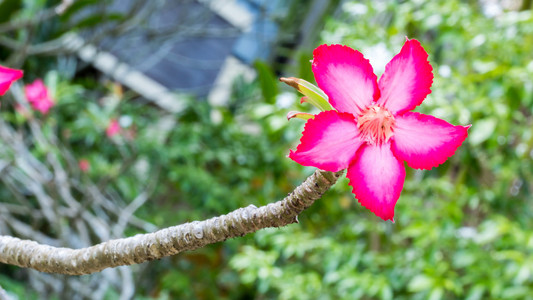 美丽的粉红色杜鹃花热带花。沙漠玫瑰在花园泰国, 普吉岛