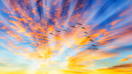 在日落期间飞行的鸭子图片