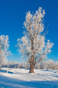 如画的风景的白雪皑皑的丛林图片