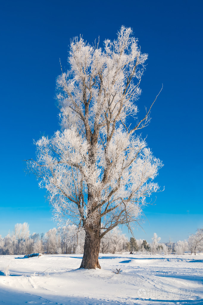 如画的风景的白雪皑皑的丛林