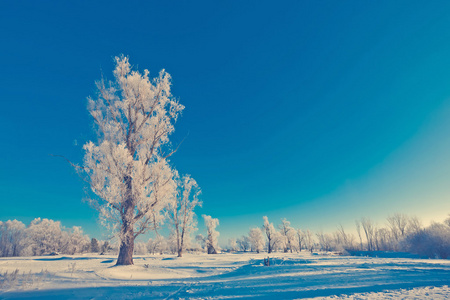 如画的风景的白雪皑皑的丛林