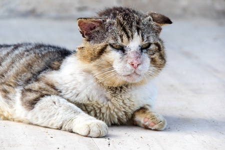 肮脏的街头流浪猫