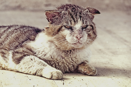 肮脏的街头流浪猫