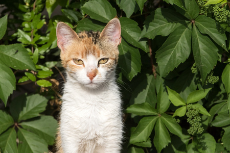 年轻的猫肖像