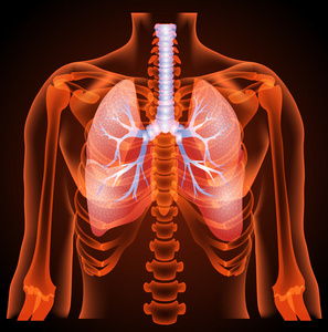 肺解剖的医学结构